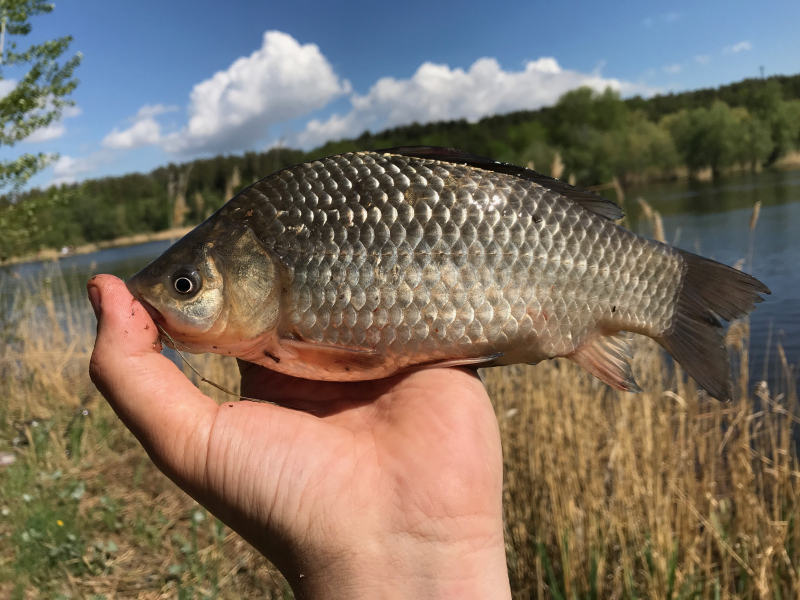 Солнечный карась фото