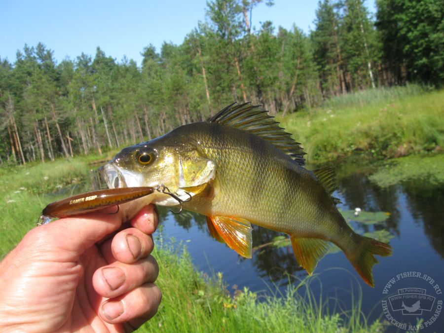 Озеро и окунь