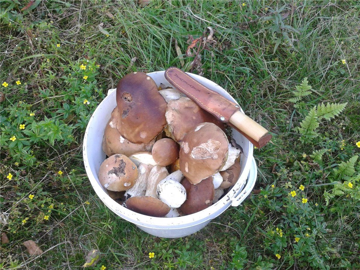Белые грибы в ведре