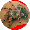 Tarantula