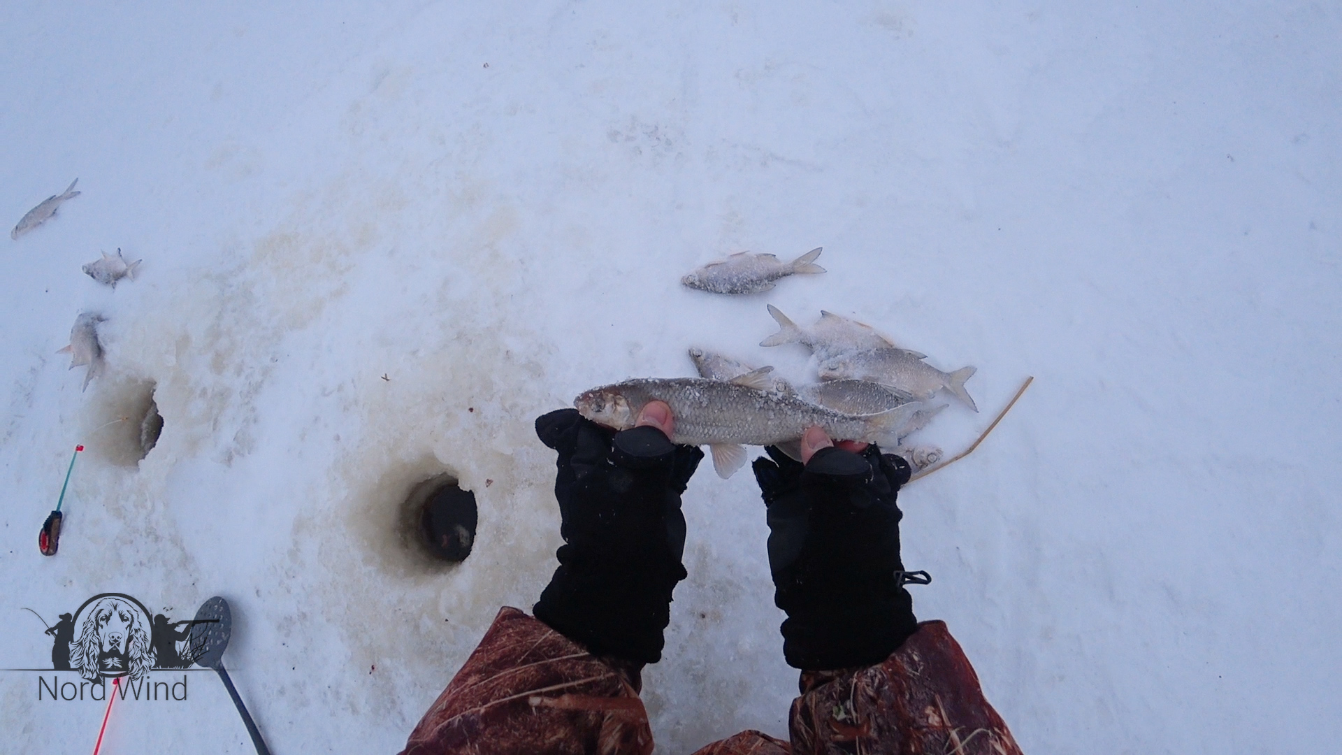 Зимняя рыбалка в Ленобласти. Свежий ветер рыбалка. Ветер для рыбалки.
