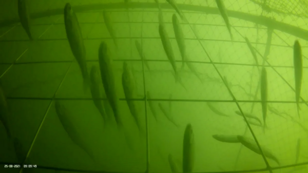 image.thumb.png.9b04cef039ea66f4b726bc23a2aefc6e.png
