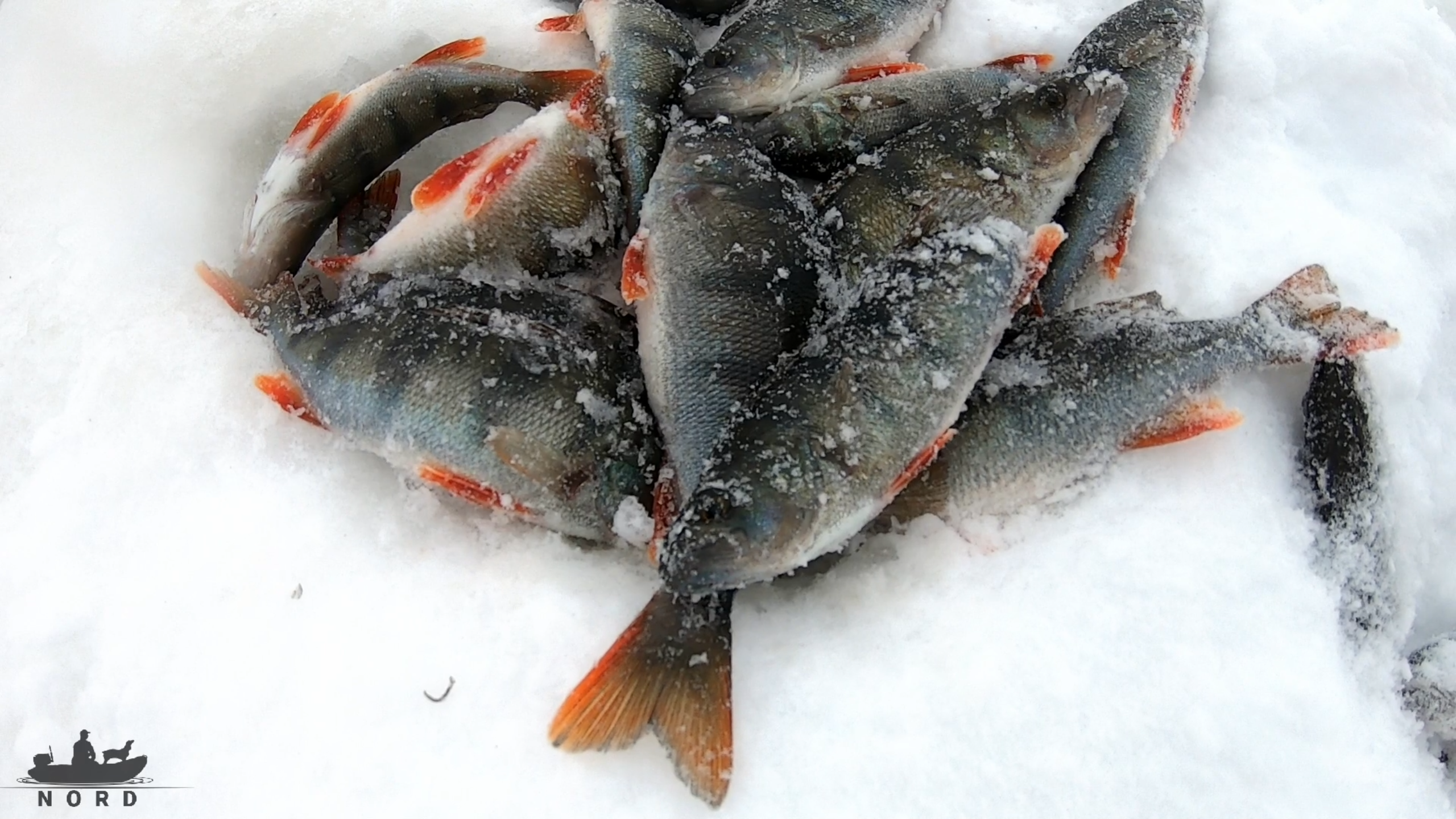 рыба ладожского озера фото