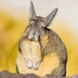 Вискаша