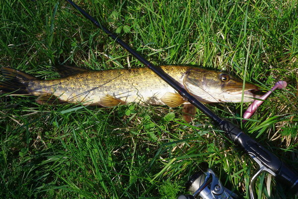DSC06491.thumb.JPG.356cbca77554924fcefc944a70a8240e.JPG