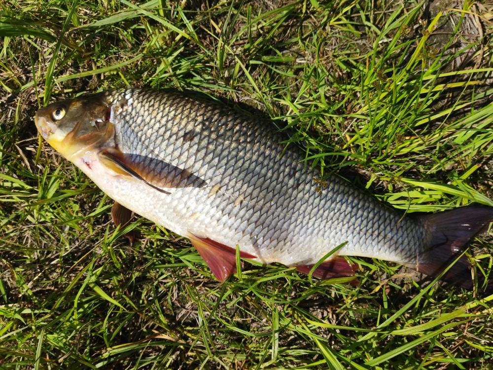 Рыбы в реках Карелии: виды, особенности, места обитания