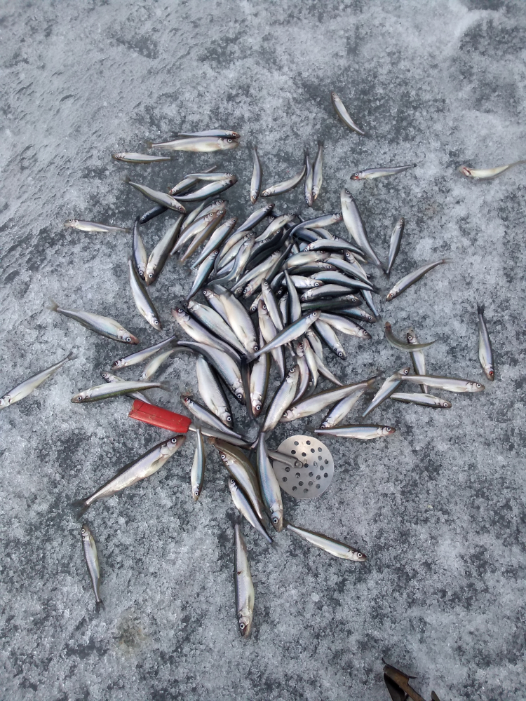финская сетка для рыбалки в спб