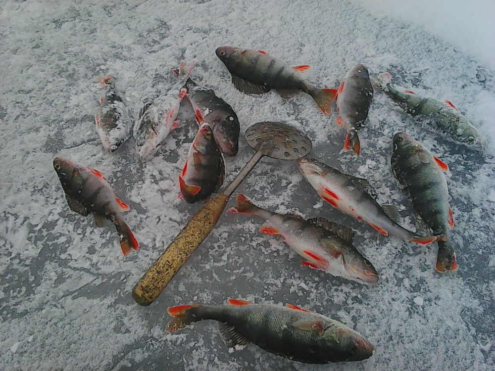 Рыбалка на финском заливе сегодня в Комарово. Клуб рыбаков СПБ вести с водоемов. Петергофский клуб рыбаков-новости с водоёмов. Питерский клуб рыбаков-новости с водоёмов.