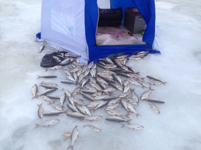 Закрытие зимней рыбалки. Леднево Ладожское озеро. Зимняя рыбалка на Ладожском озере. Рыбалка на Ладоге зимой. Рыбаки Ладога зимой.