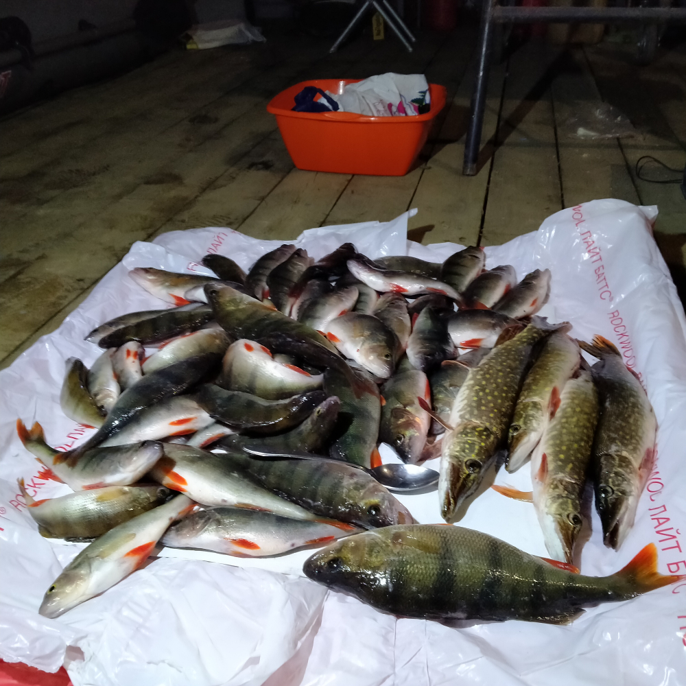 Виды улов. Питерский клуб рыбаков-новости с водоёмов.