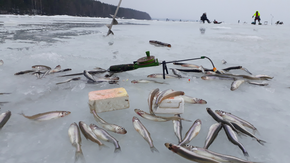 Погода в колпино сегодня по часам. Озерки финский залив рыбалка 2023. Финский залив Колпино. Манола Санкт Петербург рыбалка. Финский залив рыбалка со льда в районе Балтийского бульвара.