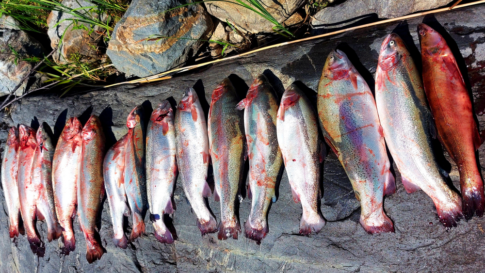 Рыбалка в Сортавале: лучшие места и виды рыбы