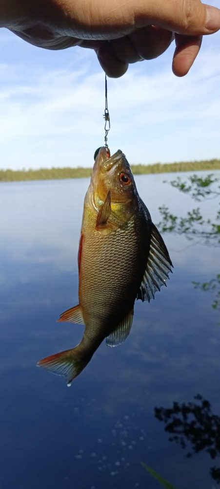 Рыбалка на Ладожском озере летом: базы отдыха, советы и рекомендации