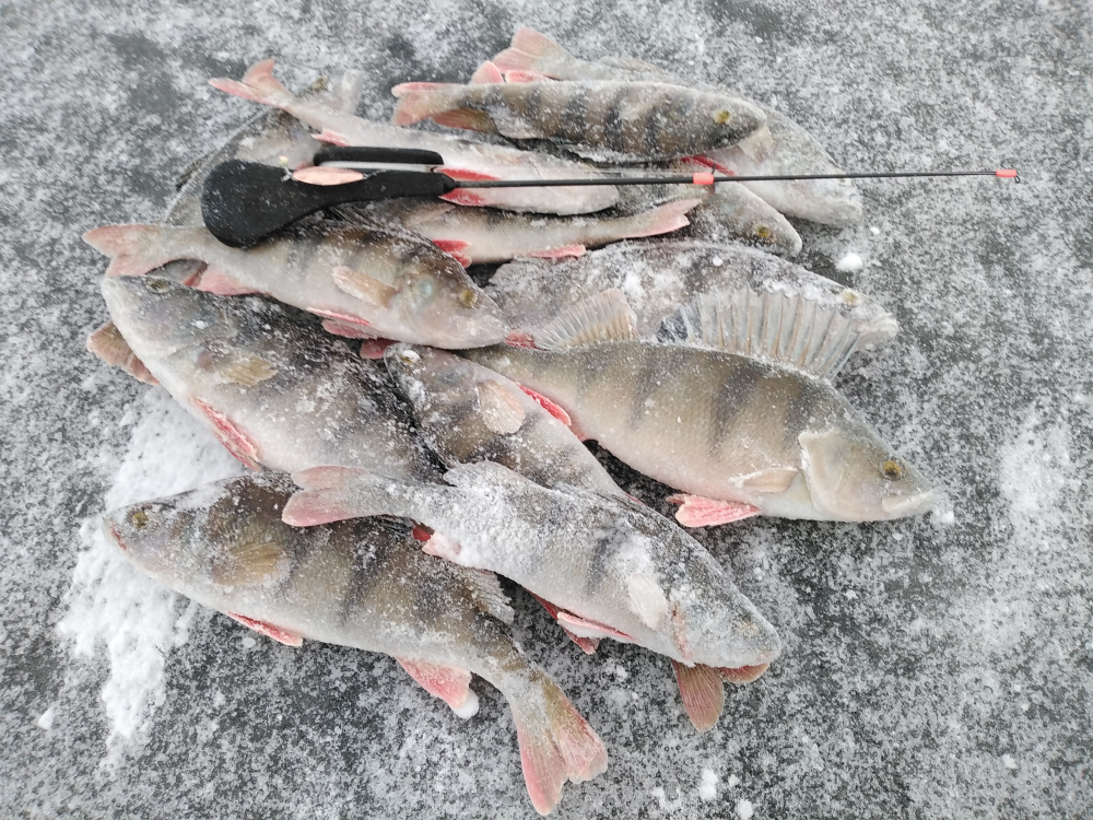 Питерский клуб рыбаков: новости с водоемов Ладожское озеро сегодня