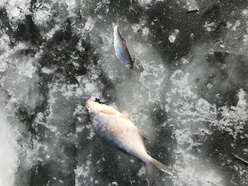 Рыбалка в СПБ В черте города на Красненькой. 12.04 Провалились под лед. Питерский клуб рыбаков-новости с водоёмов. Питерский клуб рыбаков-новости с водоёмов 2022.
