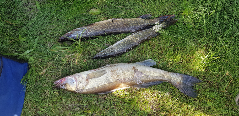 Ладожское озеро какая рыба водится