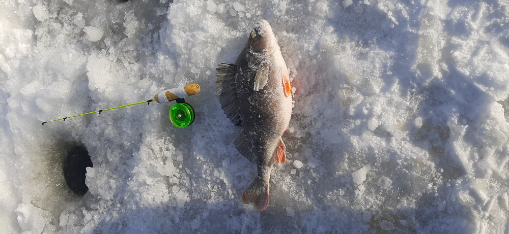Сегодняшняя рыбалка в Финском заливе: новости, прогнозы, отчеты